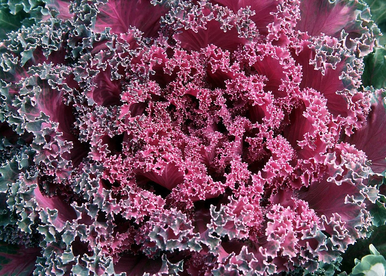 Пример естественного фрактала